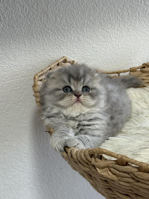 Mr Marble Scottish Fold photo 11