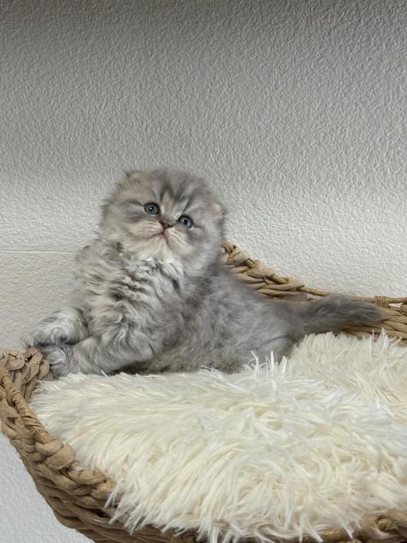 Mr Marble Scottish Fold photo 6