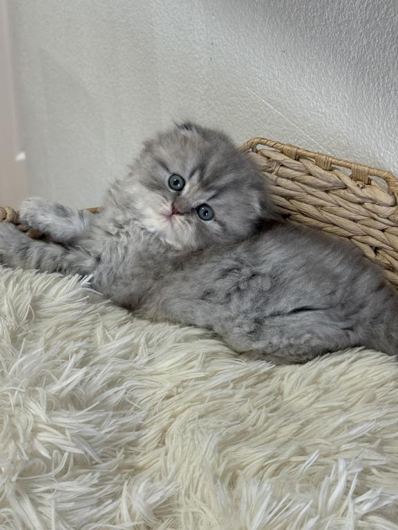 Mr Marble Scottish Fold photo 14