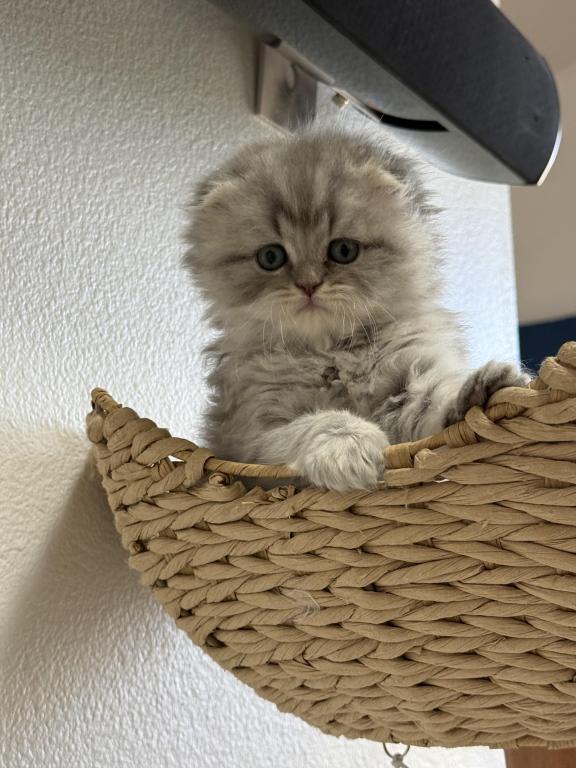 Mr Marble Scottish Fold photo 12