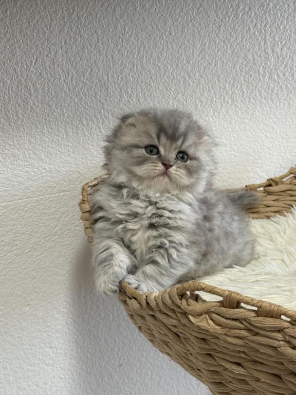 Mr Marble Scottish Fold
