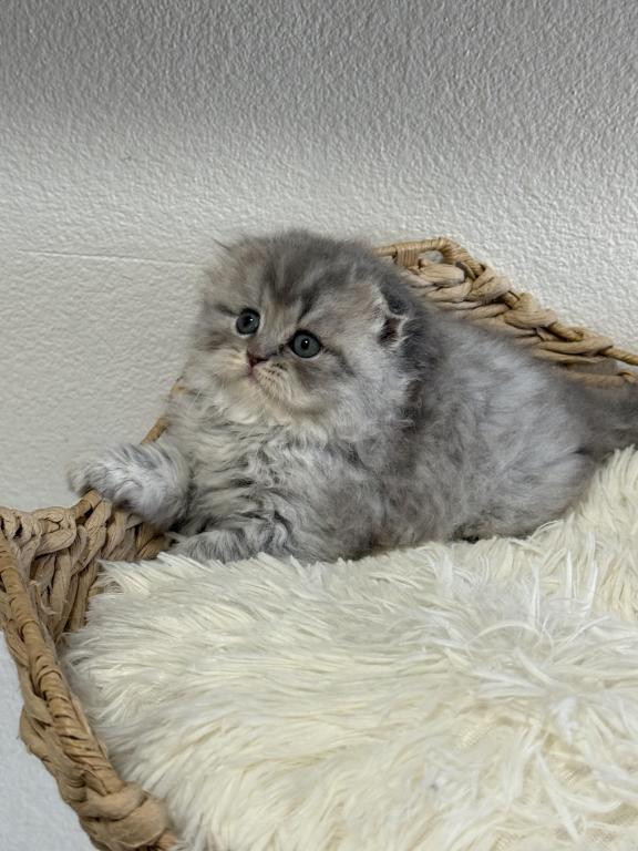 Mr Marble Scottish Fold photo 8