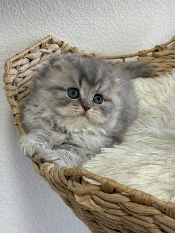 Mr Marble Scottish Fold photo 9