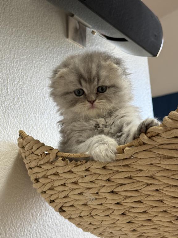 Mr Marble Scottish Fold photo 13