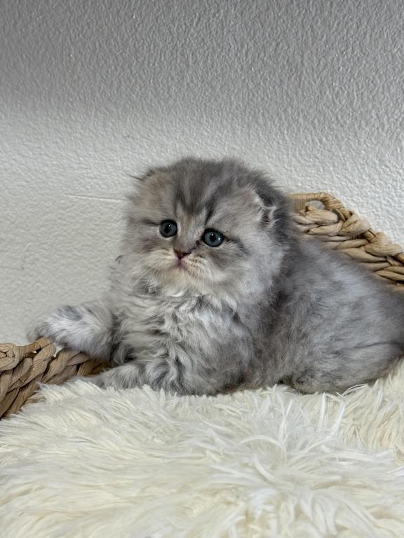 Mr Marble Scottish Fold photo 7