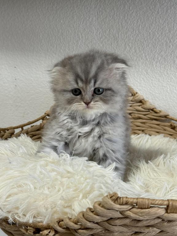 Mr Marble Scottish Fold photo 3