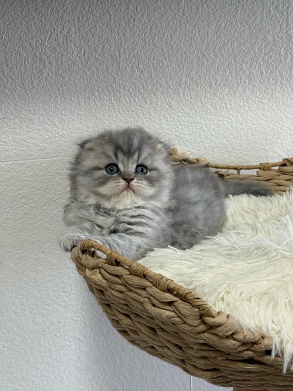 Mr Marble Scottish Fold photo 10