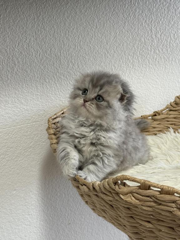 Mr Marble Scottish Fold photo 5