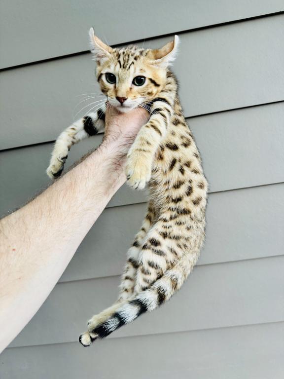 F2 Savannah Lynx Jungle Kitten photo 1