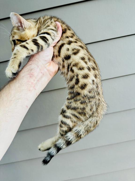 F2 Savannah Lynx Jungle Kitten photo 3