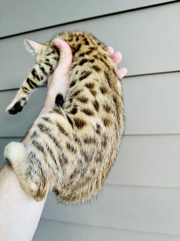 F2 Savannah Lynx Jungle Kitten photo 2