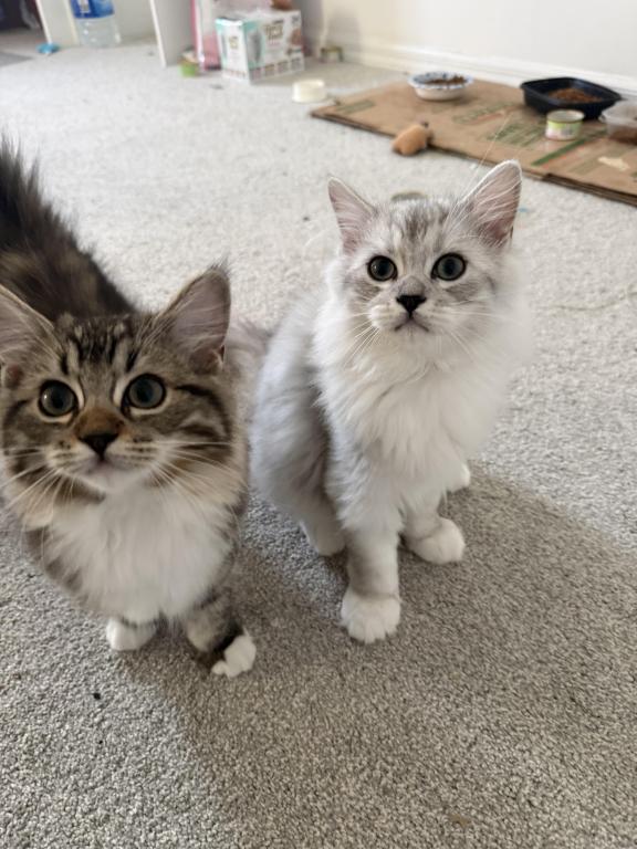 British Long Hair Ragdoll Mix