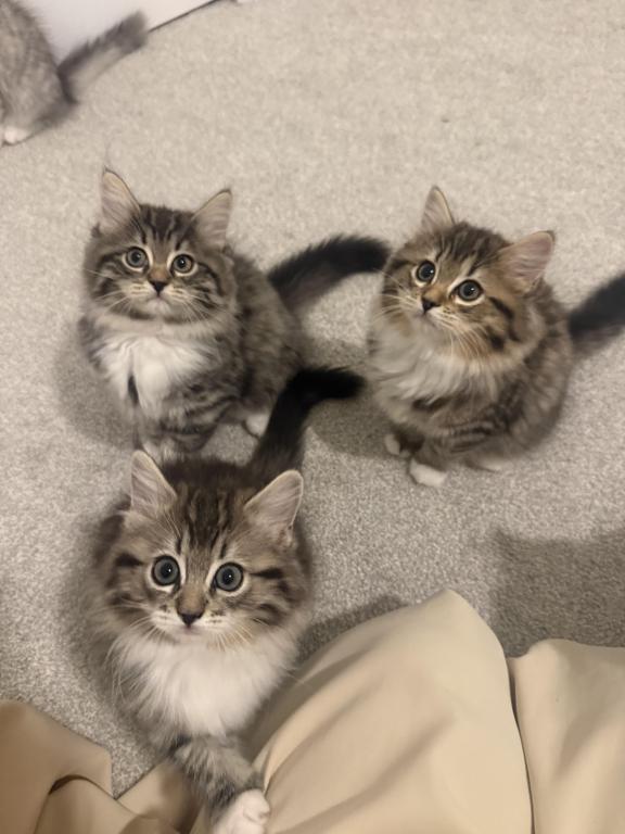 British Long Hair Ragdoll Mix