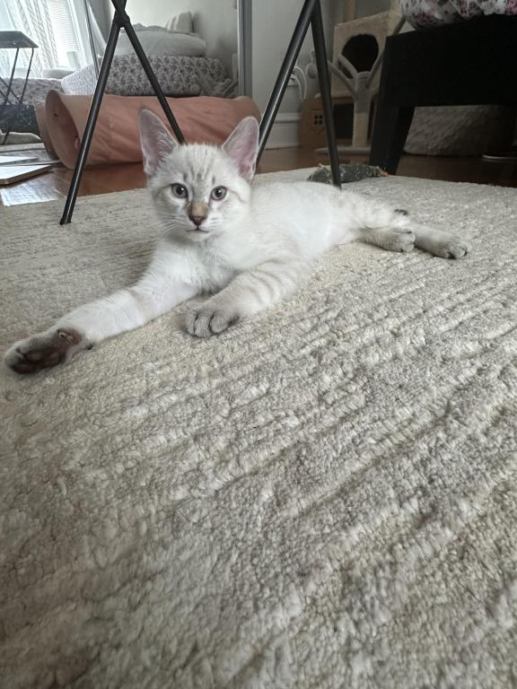 Cody