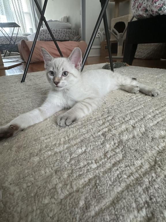 Cody photo 3