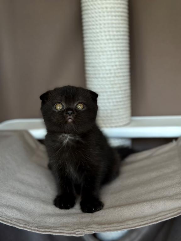 Nala photo 4