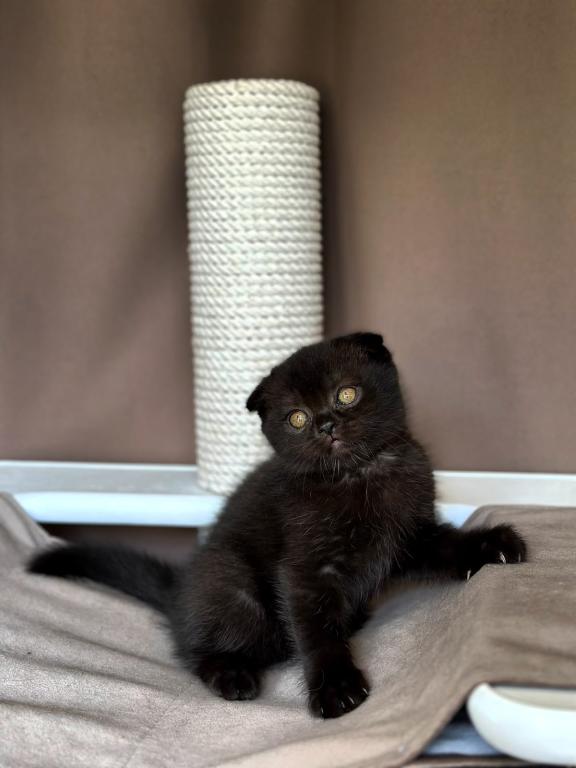 Nala photo 1