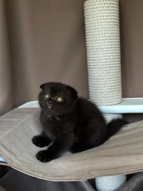 Nala photo 5