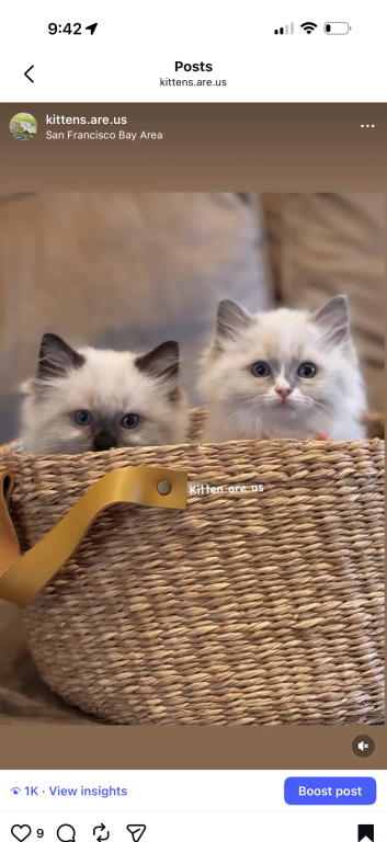 Ragdoll Kittens photo 3
