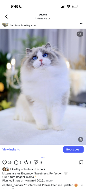 Ragdoll Kittens photo 2
