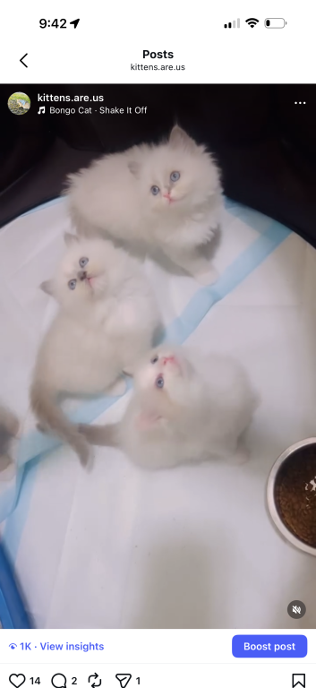 Ragdoll Kittens photo 4