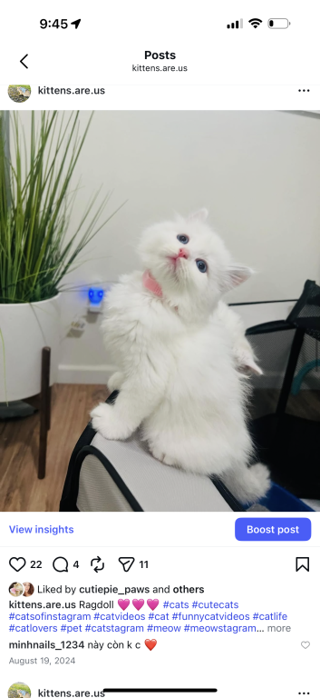 Ragdoll Kittens photo 1
