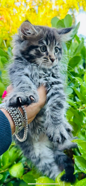 Beautiful Purebred Babies photo 2