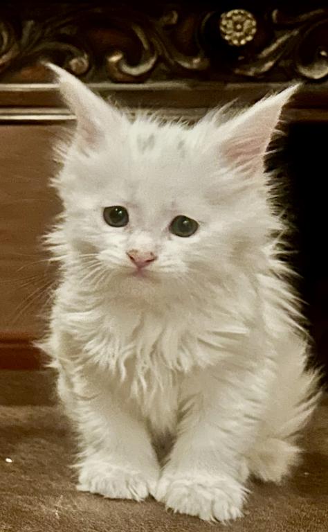 Beautiful Purebred Babies photo 4
