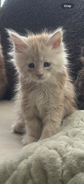 Beautiful Purebred Babies photo 7