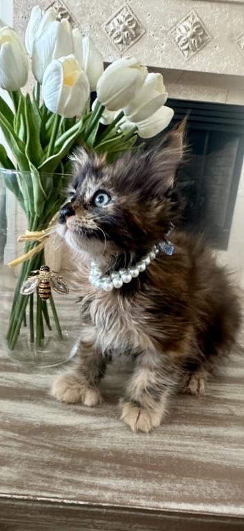 Beautiful Purebred Babies photo 8