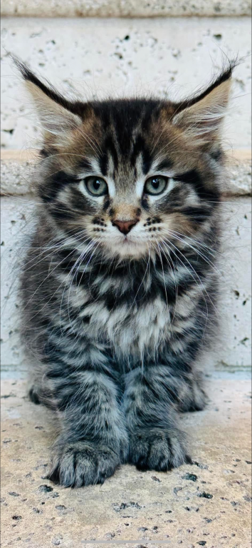 Beautiful Purebred Babies photo 3