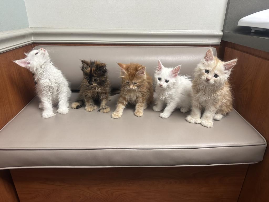 Beautiful Purebred Babies photo 6