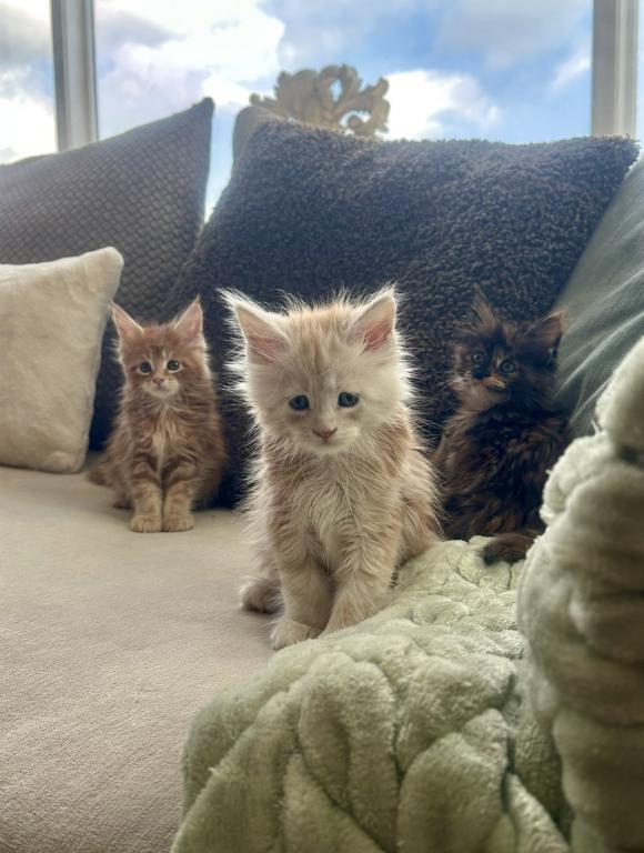 Beautiful Purebred Babies