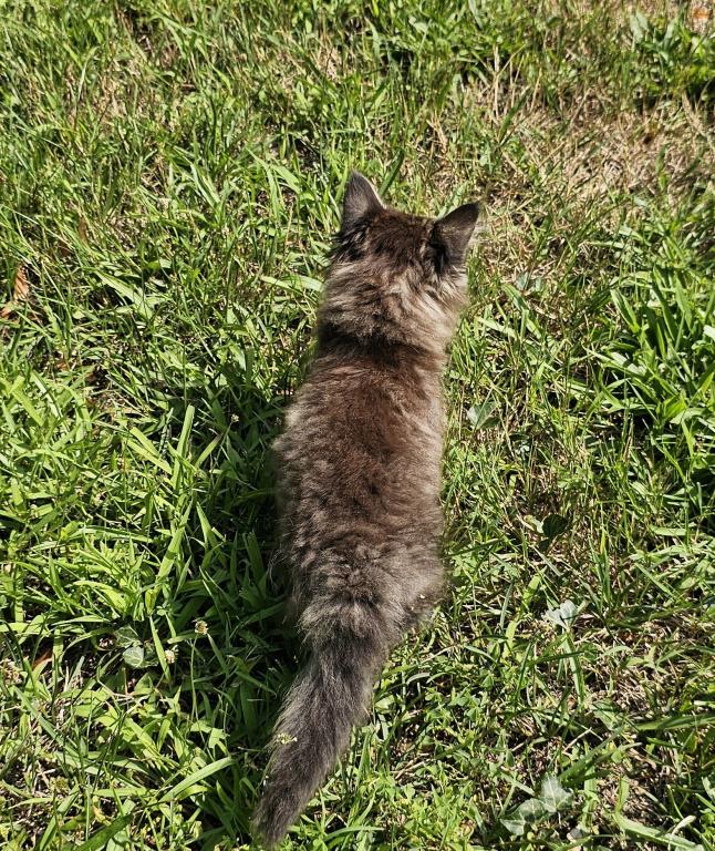 Siberian Kitten Female photo 7