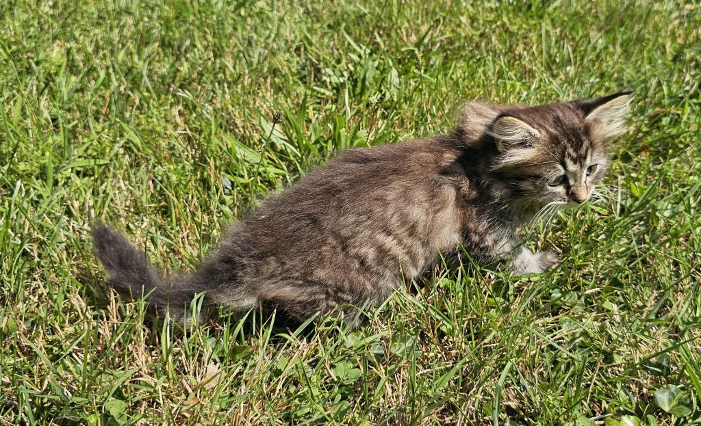 Siberian Kitten Female photo 4