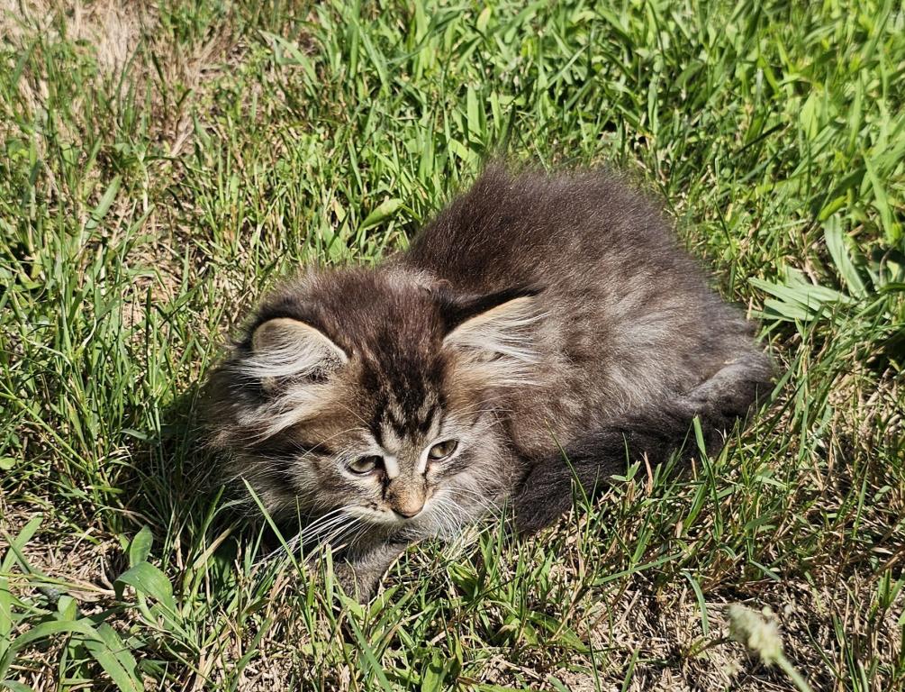 Siberian Kitten Female photo 8