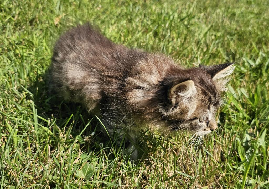 Siberian Kitten Female photo 2