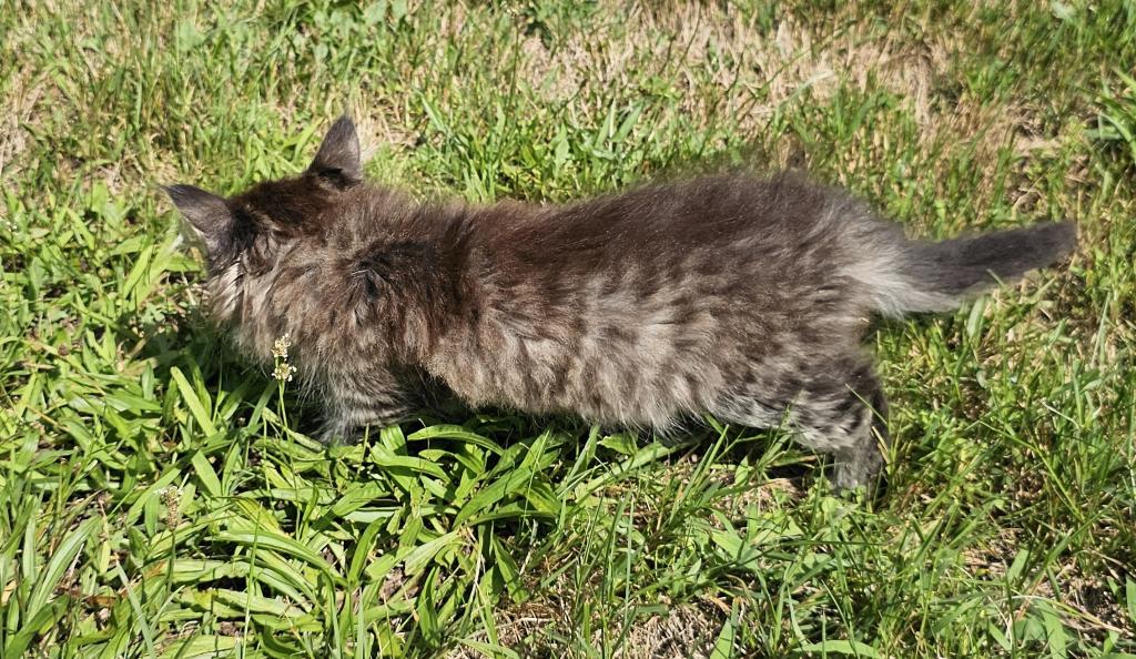 Siberian Kitten Female photo 5