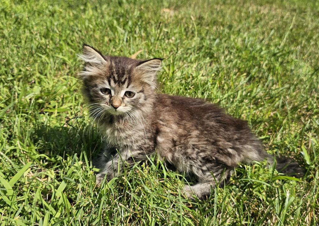 Siberian Kitten Female photo 3