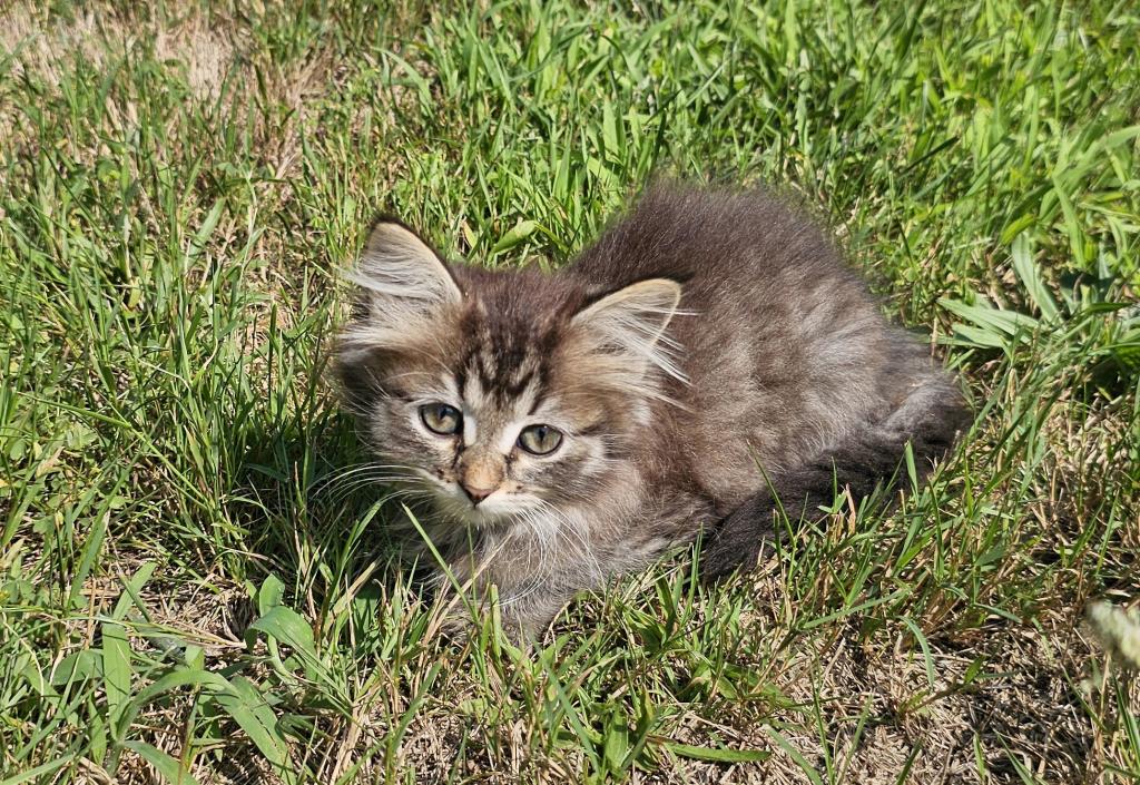Siberian Kitten Female photo 6