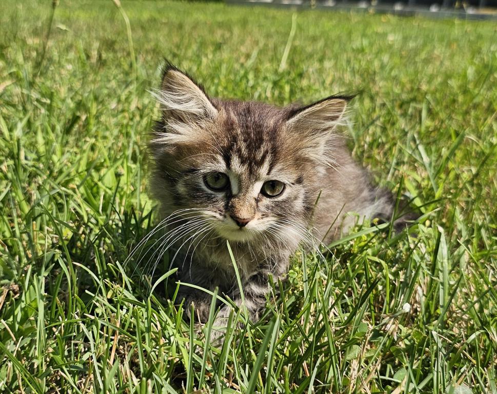 Siberian Kitten Female photo 1