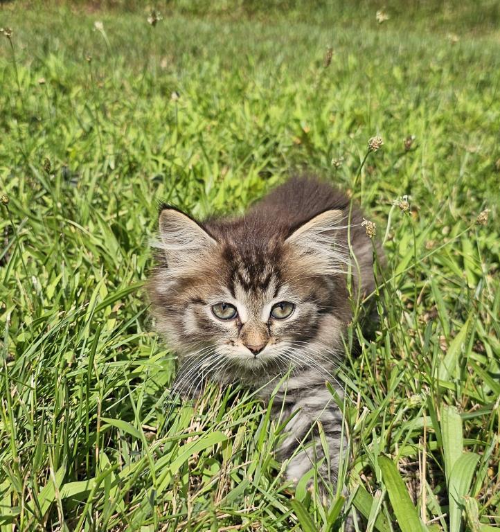 Siberian Kitten Female photo 9