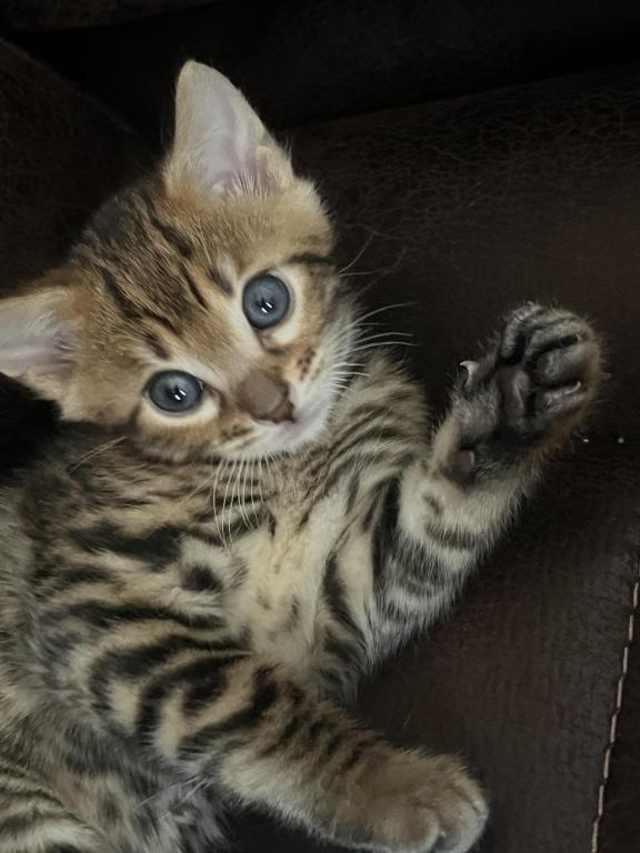 Bengal Kittens