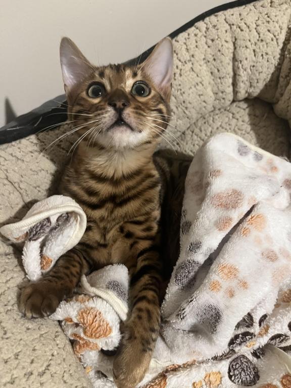 Bengal Kittens photo 2