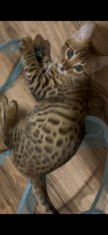 Bengal Kittens