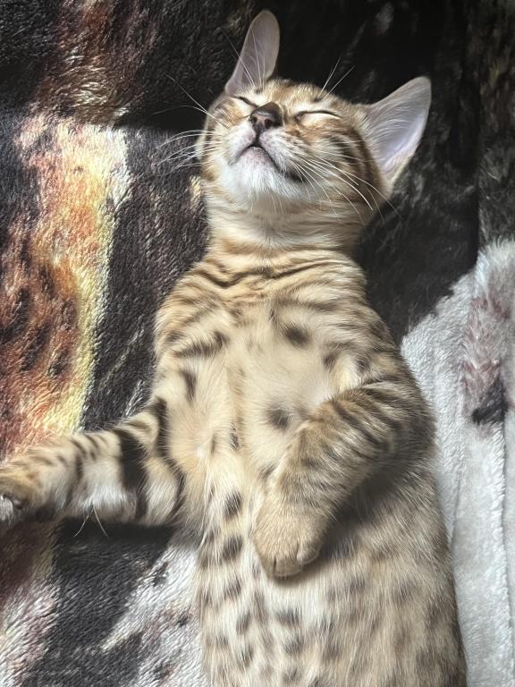 Bengal Kittens