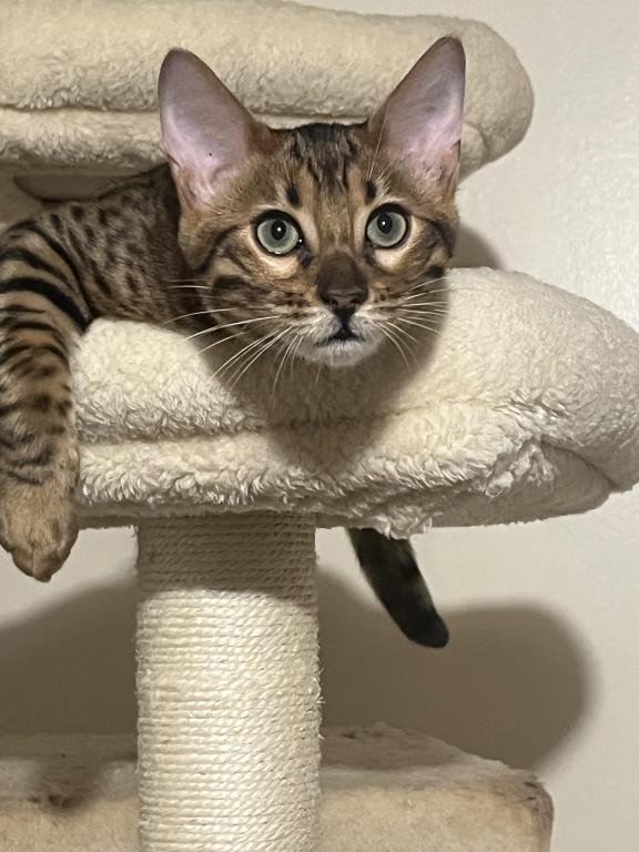 Bengal Kittens photo 1
