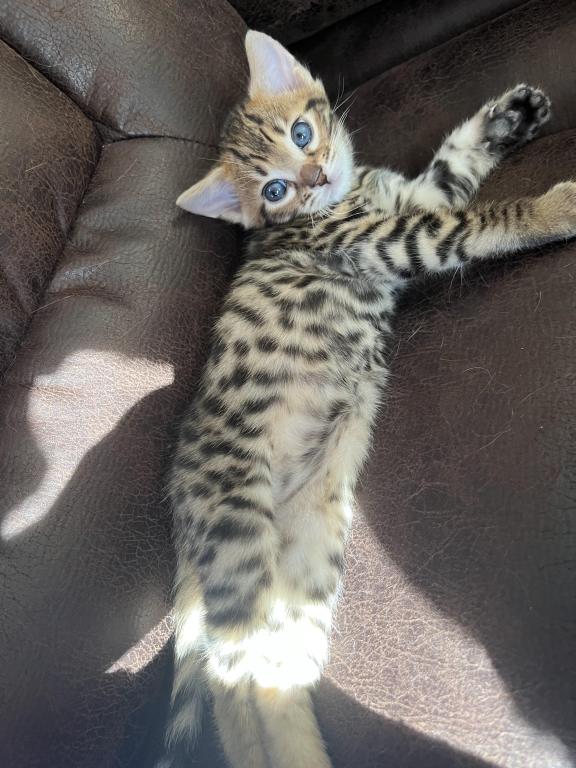Bengal Kittens photo 2