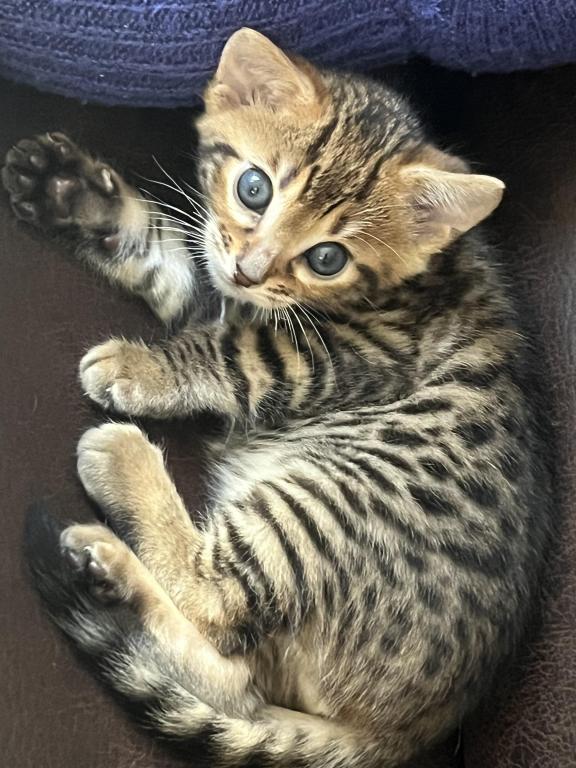 Bengal Kittens photo 3