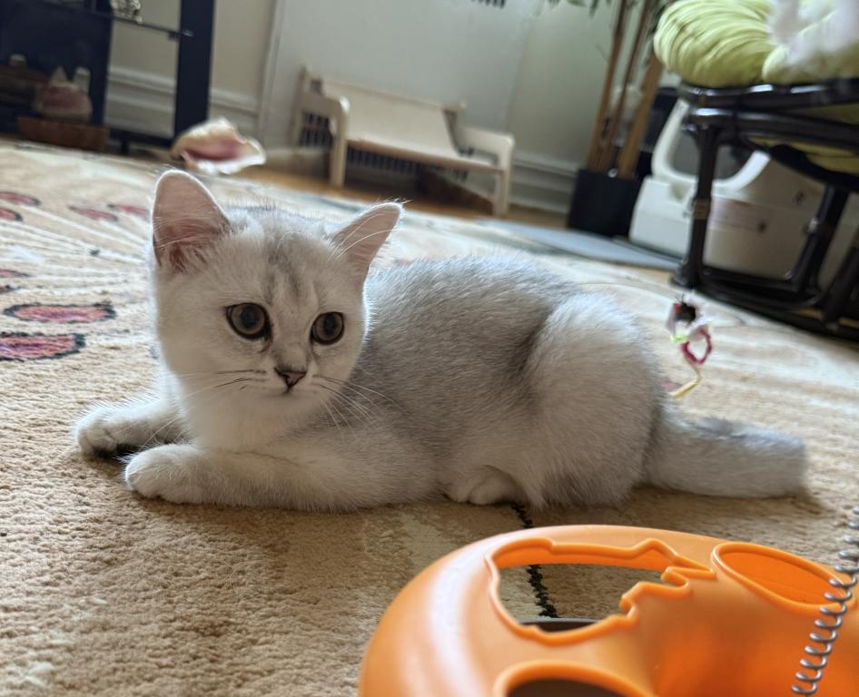 Stella photo 5